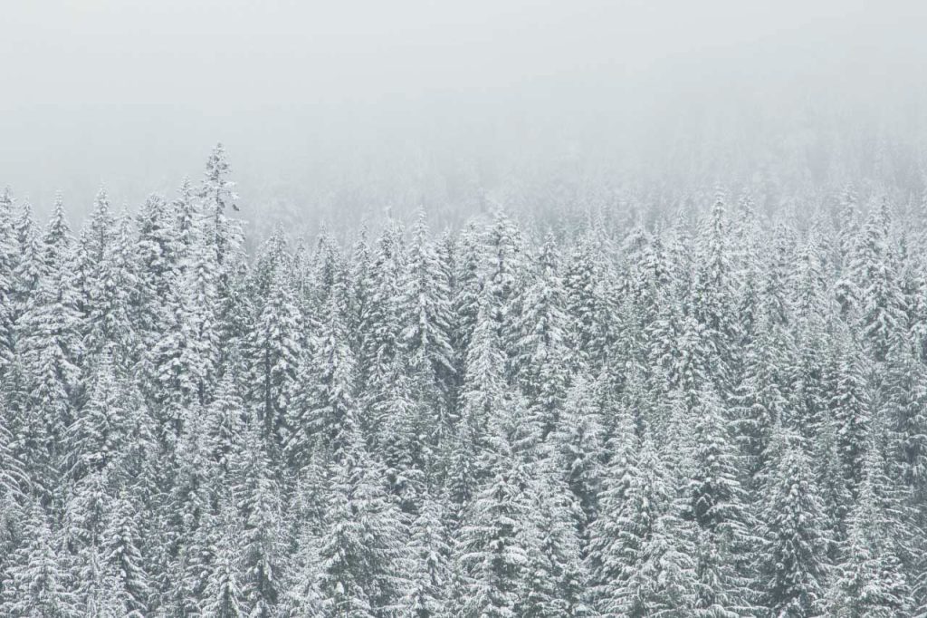 โคมไฟ-forest8